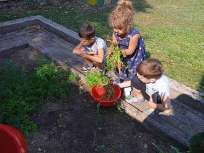 Нашата зеленчукова градина – објект „Кокиче“